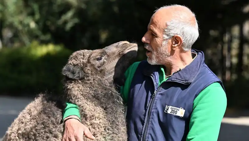 Boncuk: Anne Şefkatiyle Büyüyen Yavru, 4 Litre Sütle Besleniyor!