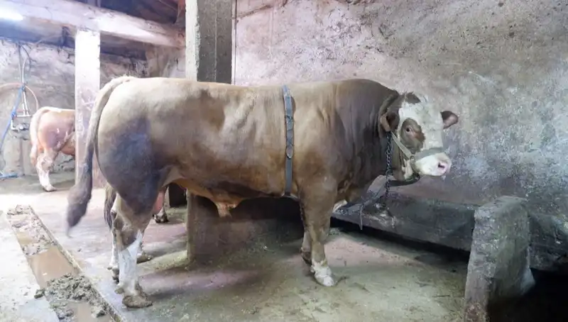 Tam 1 Ton 200 Kilo Ağırlığında Unutulmaz Bir Eşya Satıldı!