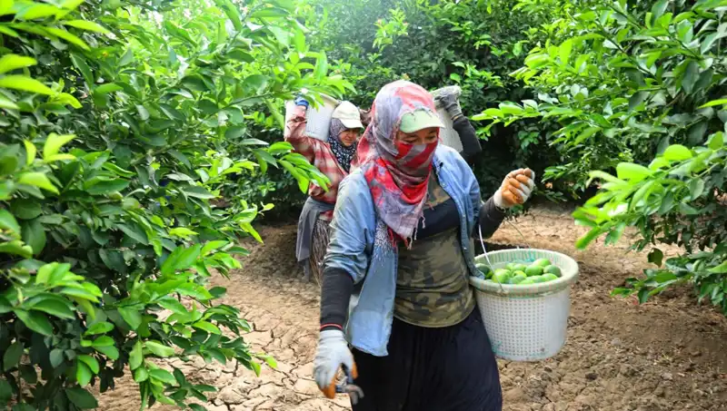 Markette Kilo Fiyatı 150 Lirayı Aştı: Hasat Düşüş Getirir mi?