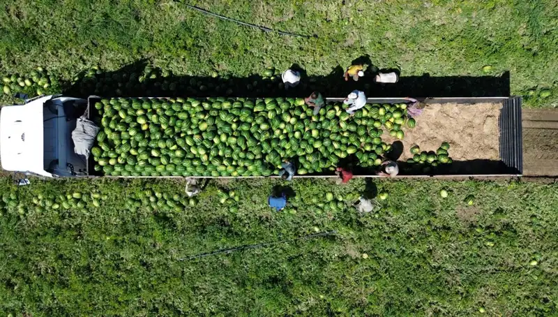 Bafra Ovası’nda 94 Bin 500 Ton Karpuz Rekoltesi Beklentisiyle Hasat Zamanı Geldi!