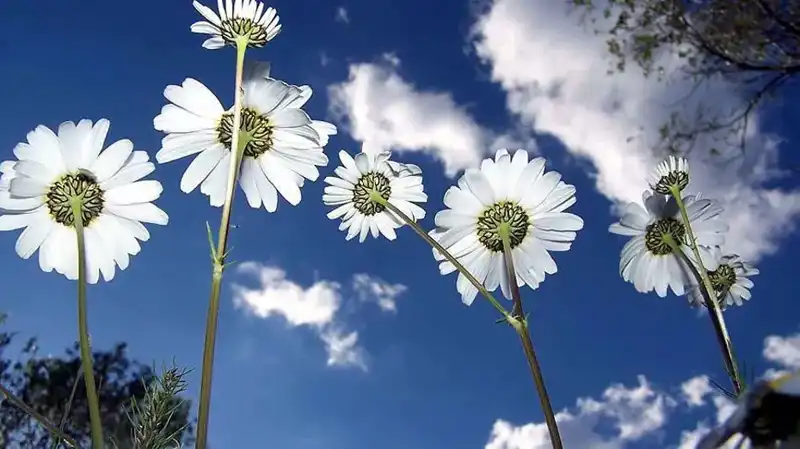 2026 Cemre Düşme Tarihleri: Baharın İlk İşaretlerini Kaçırmayın!