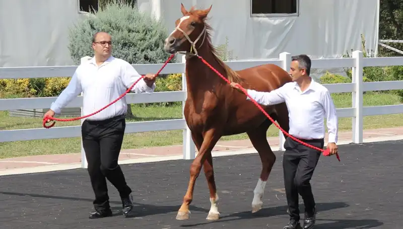 Türkiye'nin Yeni Şampiyonu: Taşkın Kral Rekorlarını Kırdı!