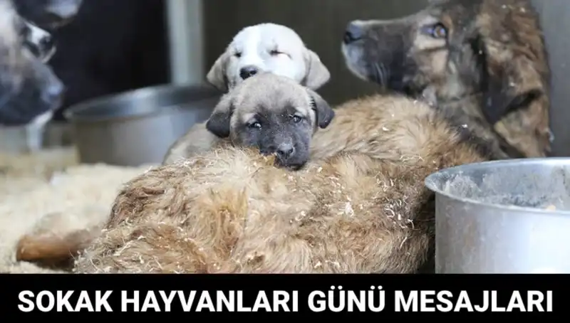 Dünya Sokak Hayvanları Günü: Tarih, Anlamı ve Etkileyici Mesajlar