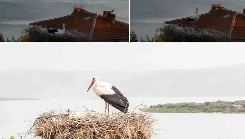 Yaren Leylek, Depremi Önceden Hissedip Uçmayı Tercih Etti!