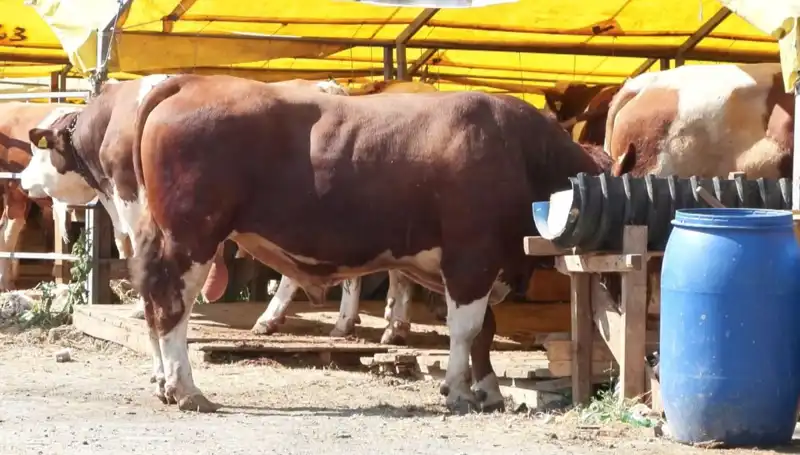 Kurban Pazarlarında Hareketlilik Artıyor: Kurbana Hazırlıklar Tüm Hızla Devam Ediyor