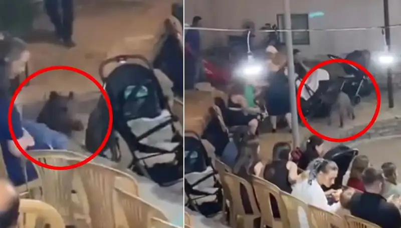 Düğün Törenine Saldıran Yaban Domuzu, Misafirleri Paniğe Sürükledi