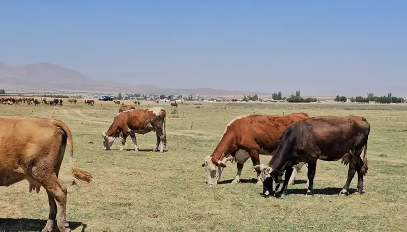 Arin Gölü'nde Su Seviyesi Alarm Veriyor: Krizin Nedenleri ve Çözüm Yolları Neler?