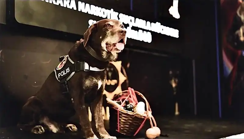 ** Ankara Emniyetinin Efsanevi Narkotik Köpeği 'Toma' 11 Yıl Sonra Emekli Oldu