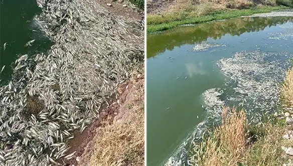 Karasu Çayı'ndaki Gizemli Balık Ölümleri Üzerine Derinlemesine İnceleme