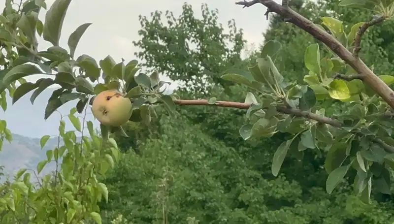 Yüzyılın Donu: Tek Bir Elmanın Başına Gelenlerin Hikayesi