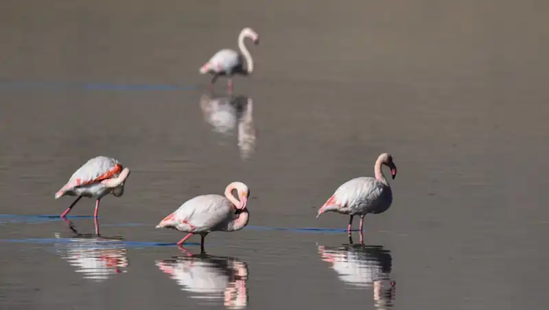 Kuş Cenneti: Kuraklık Flamingo Sayısını Tehdit Ediyor!