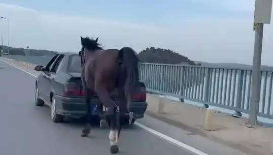 Adana’da Atlara Şiddet Uygulayan Kişiye Tutuklama Şoku