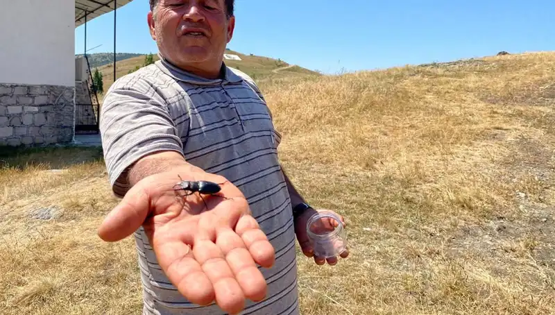 Sivas'ta Görülen Tehlikeli Böcek: Öldürmeye 557 Bin TL Ceza