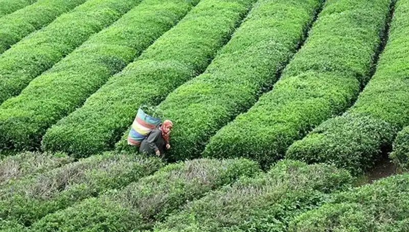 ÇAYKUR Bayramda Da Yaş Çay Alımını Sürdürüyor: Çiftçilere Destek Zamanı!