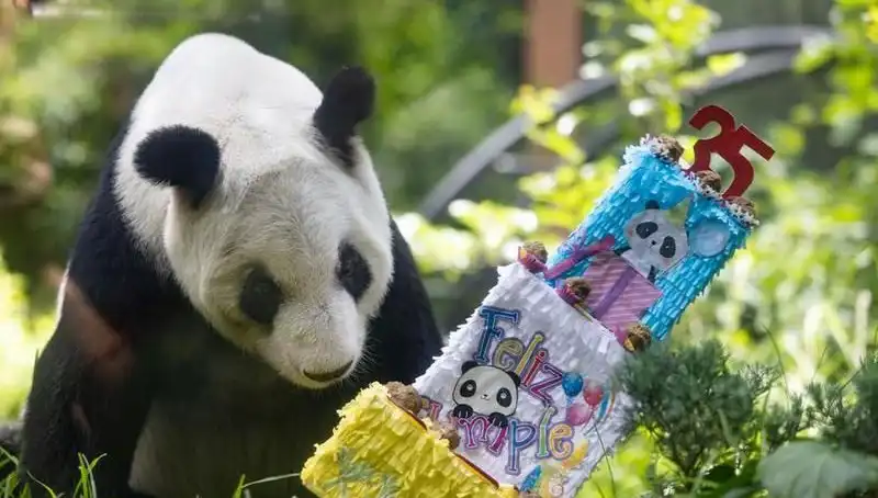 Dev Panda Xin Xin, 35. Yaşını Kutlayarak Sevgiyi Tazeliyor