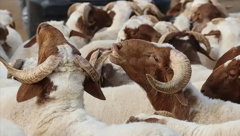 Akika Kurbanı Nedir? Kesim Zamanı ve Yenilebilirliği Hakkında Tüm Detaylar