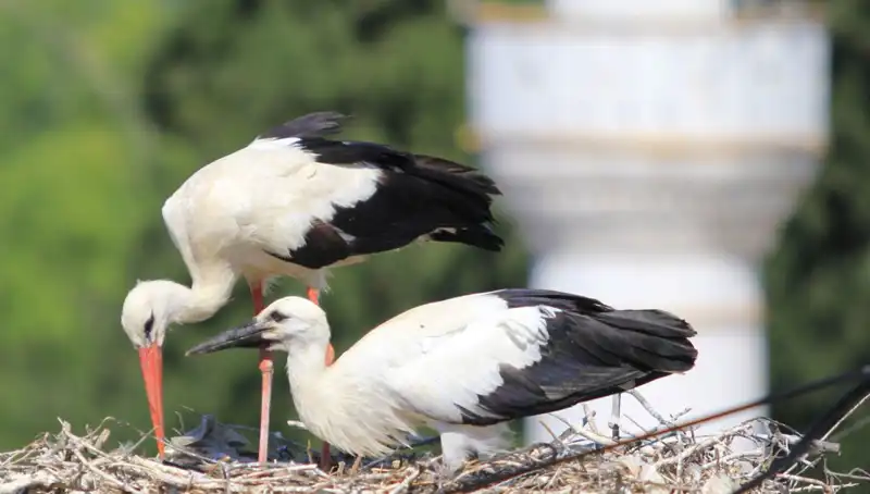 Leylek Köyü: Yaren Leyleği Kıskandıracak, 8 Kat Fazla Yuva Var!