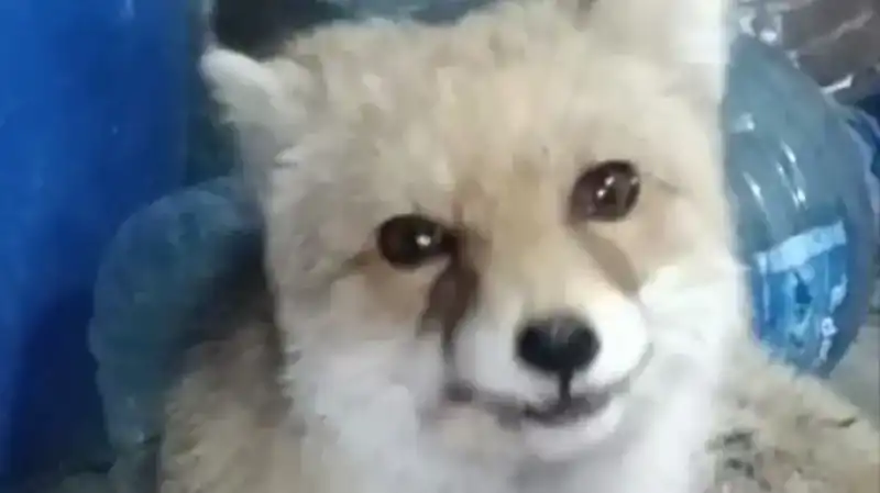 Bahçesinde Tilki Besleyen Şaşırtıcı Adamın Hikayesi