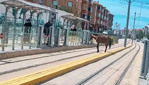 Eskişehir Tramvay Raylarında Başlayan Başlıca Şaşkınlık: Boş At Olayı!