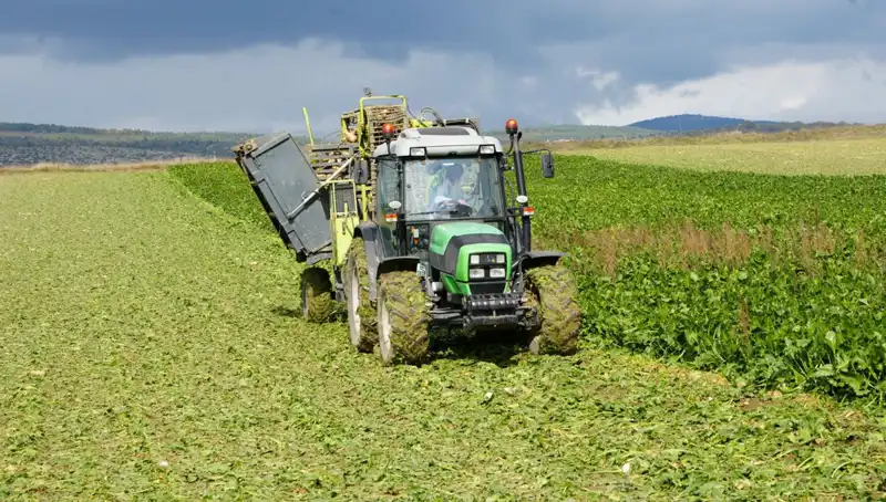 Kastamonu'da Pancar İşleme Sezonu Başladı: Çiftçilerin Heyecanı Artıyor